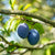 Bio Zwergpflaume Zwergenstar®
