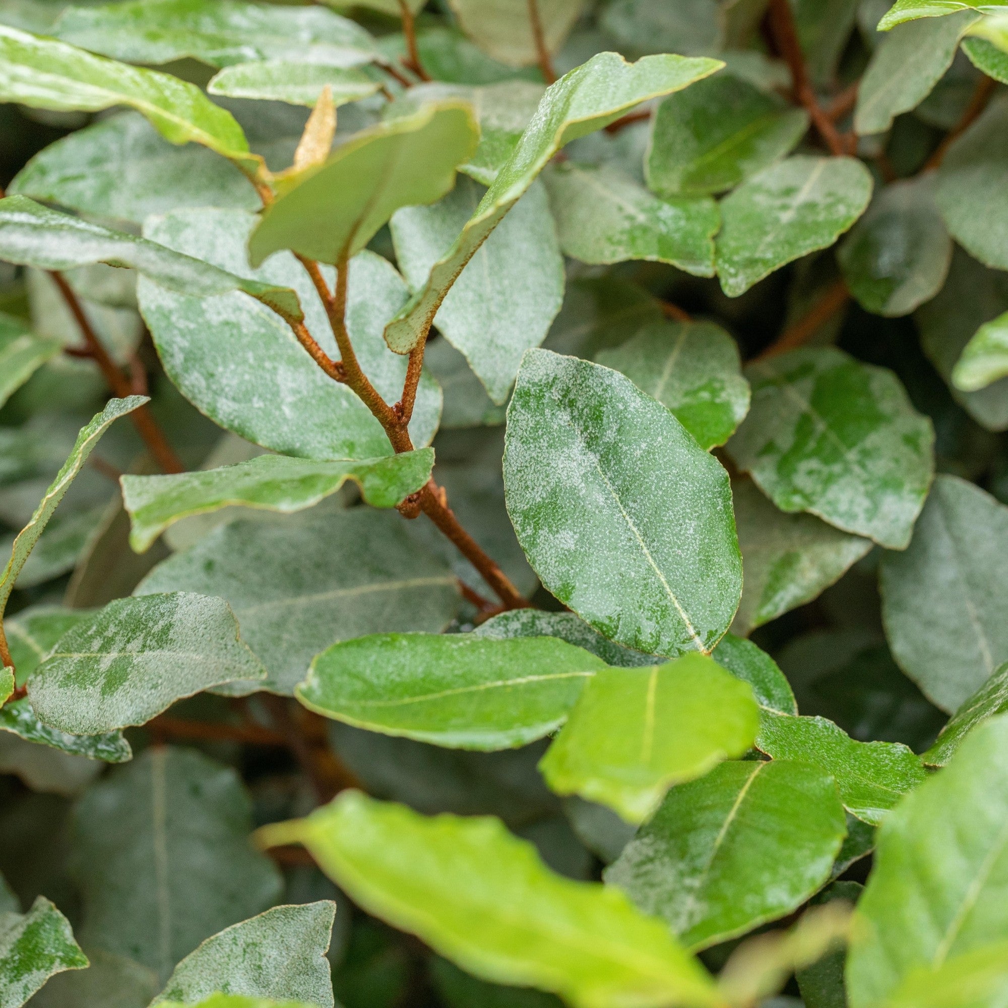 Wintergrüne Ölweide 'Compacta'