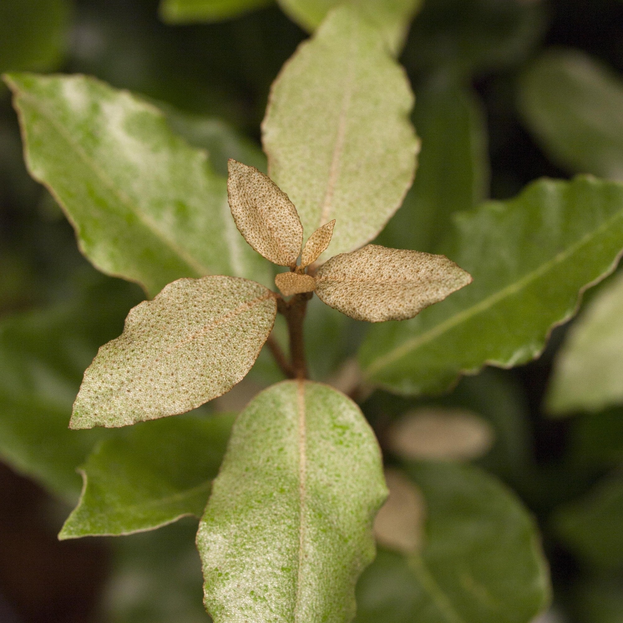 Wintergrüne Ölweide 'Compacta'