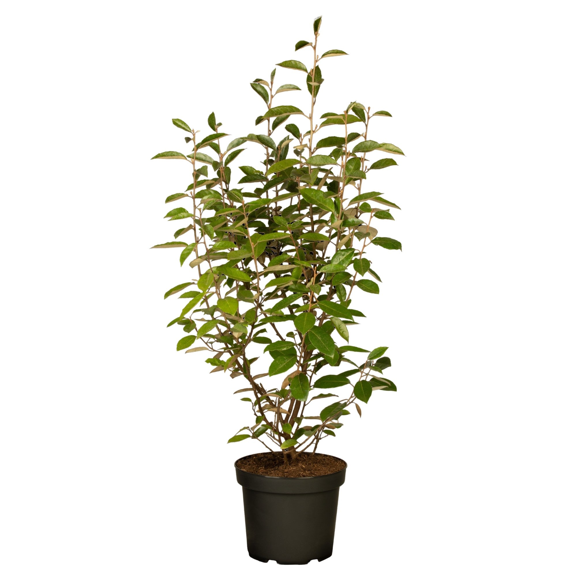 Wintergrüne Ölweide 'Compacta'
