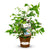 Maulbeere 'Lucky Berry®'