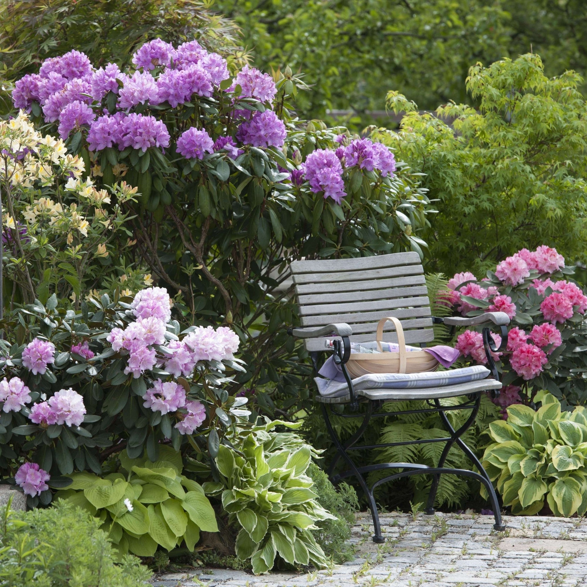 Rhododendronbeet "Blütenstarke Rhododendren für halbschattige Gärten"