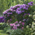 Rhododendronbeet "Pflegeleichte Blütenpracht im Schatten"