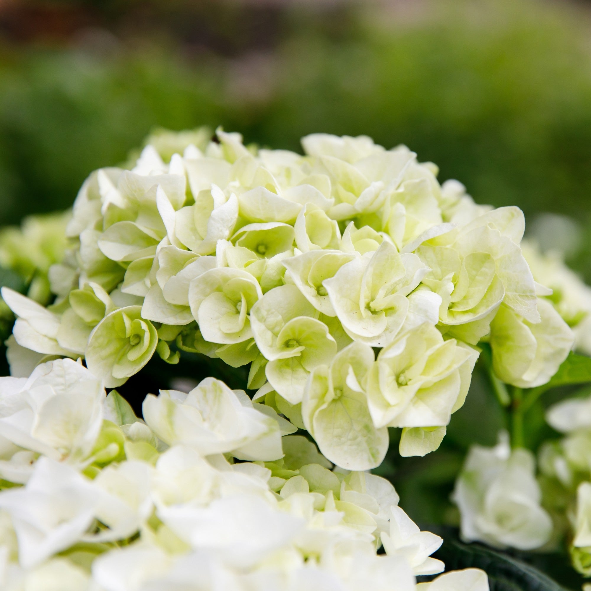 Bauernhortensie Royalty Collection® 'Ice Girl'