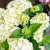 Bauernhortensie Royalty Collection® 'Ice Girl'