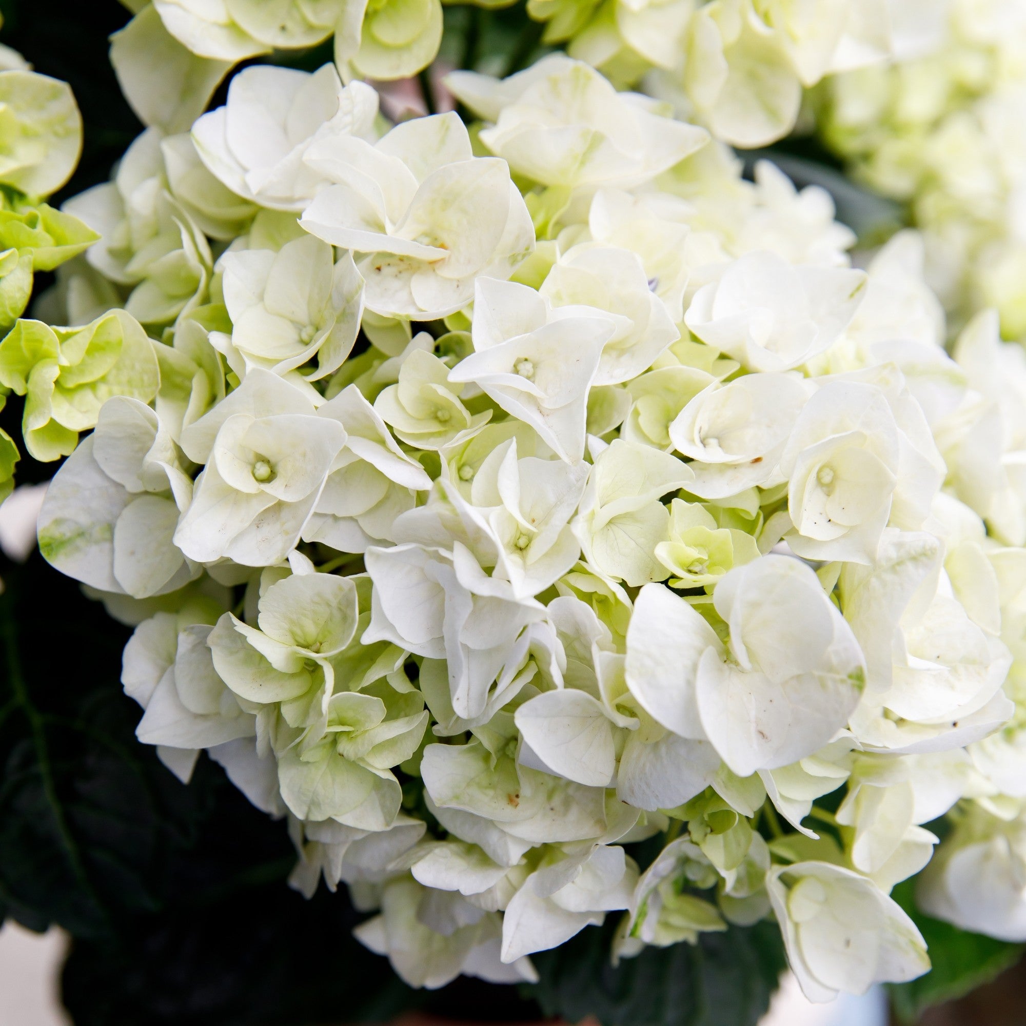 Bauernhortensie Royalty Collection® 'Ice Girl'