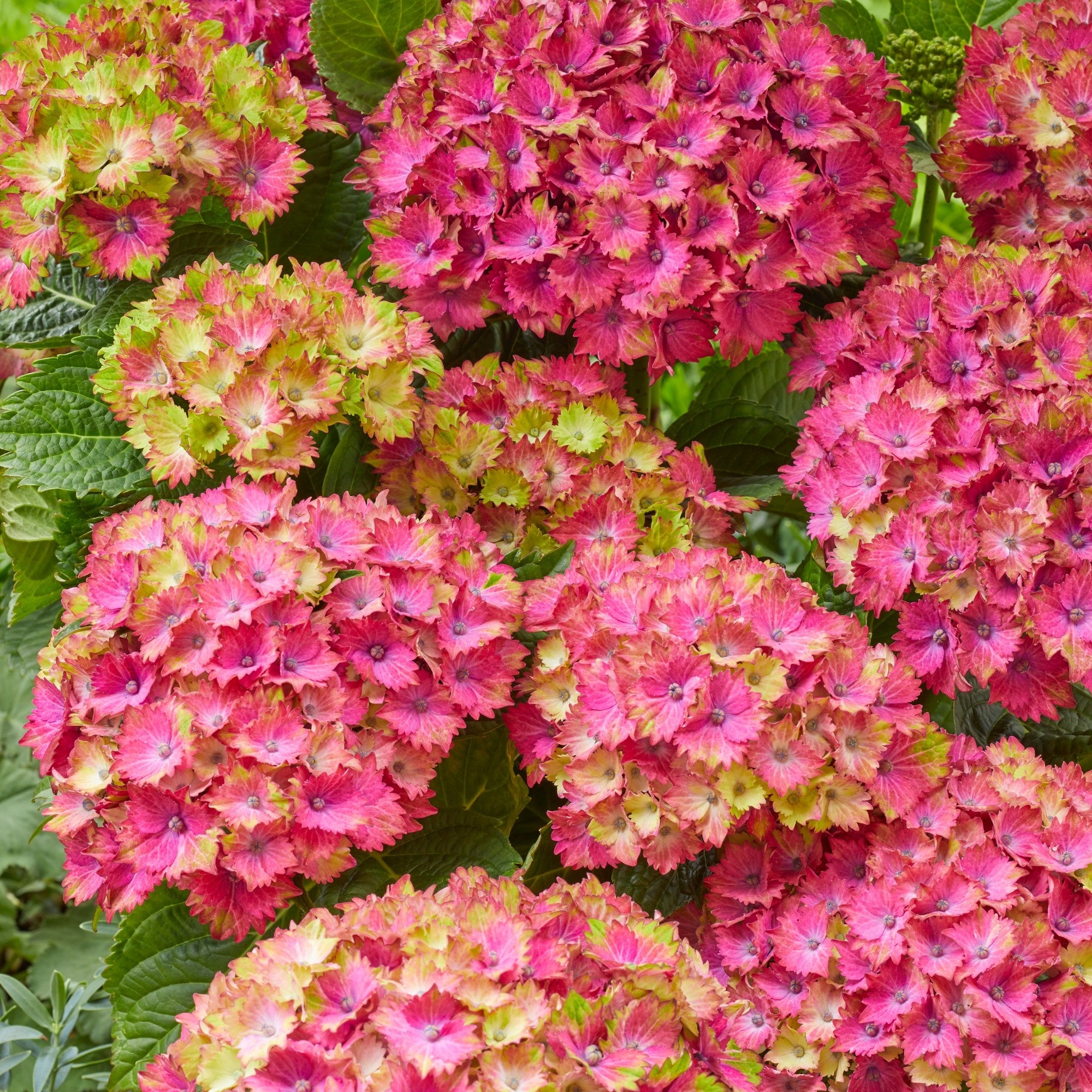 Bauernhortensie Royalty Collection® 'Wizard'