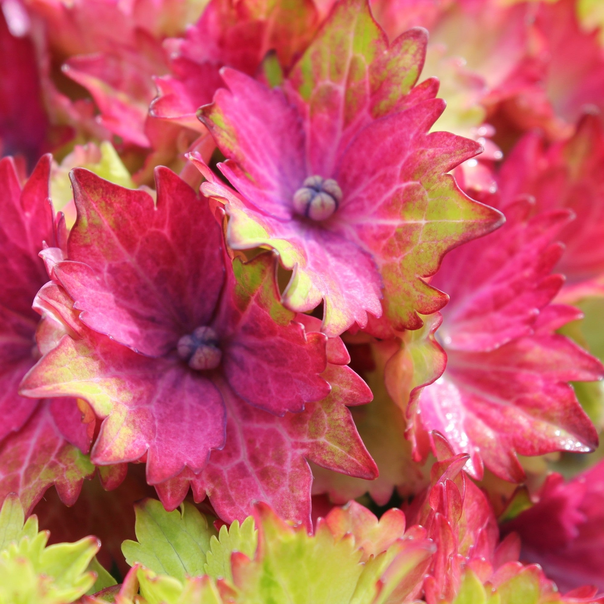 Bauernhortensie Royalty Collection® 'Wizard'
