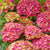Bauernhortensie Royalty Collection® 'Wizard'