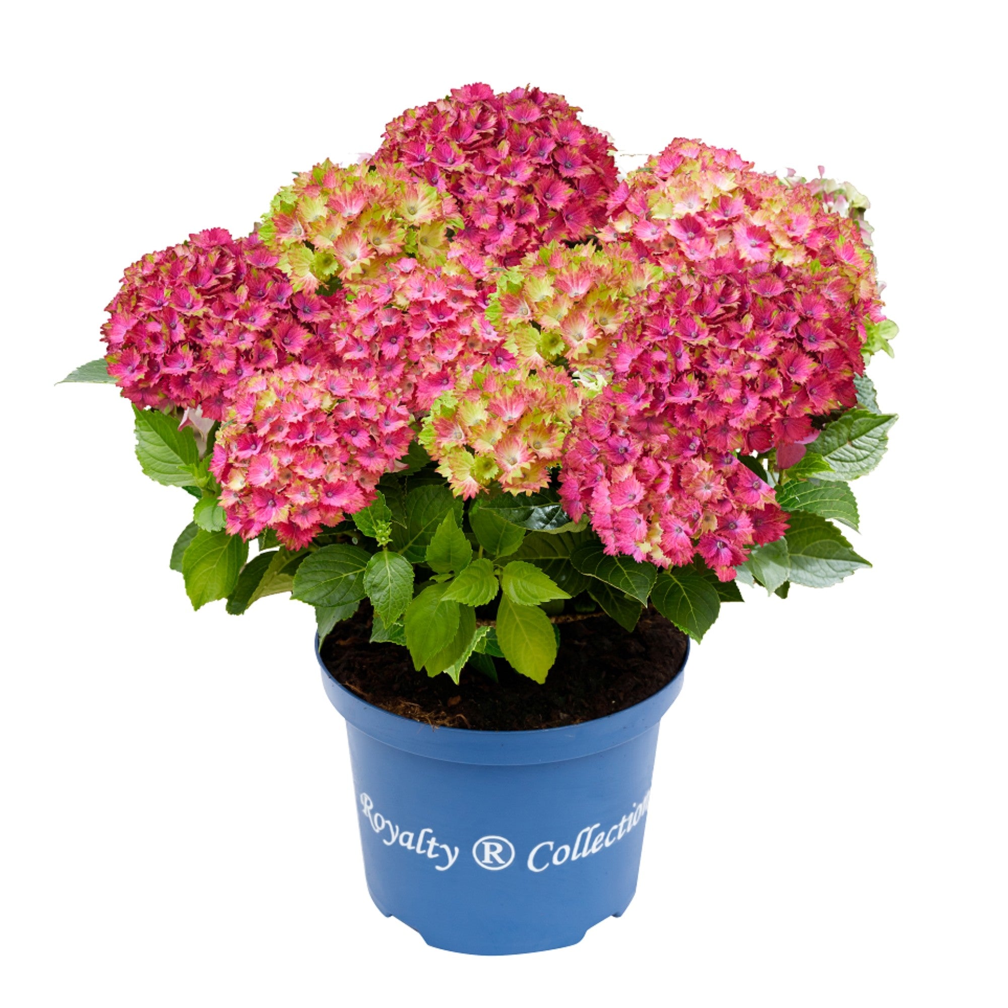 Bauernhortensie Royalty Collection® 'Wizard'