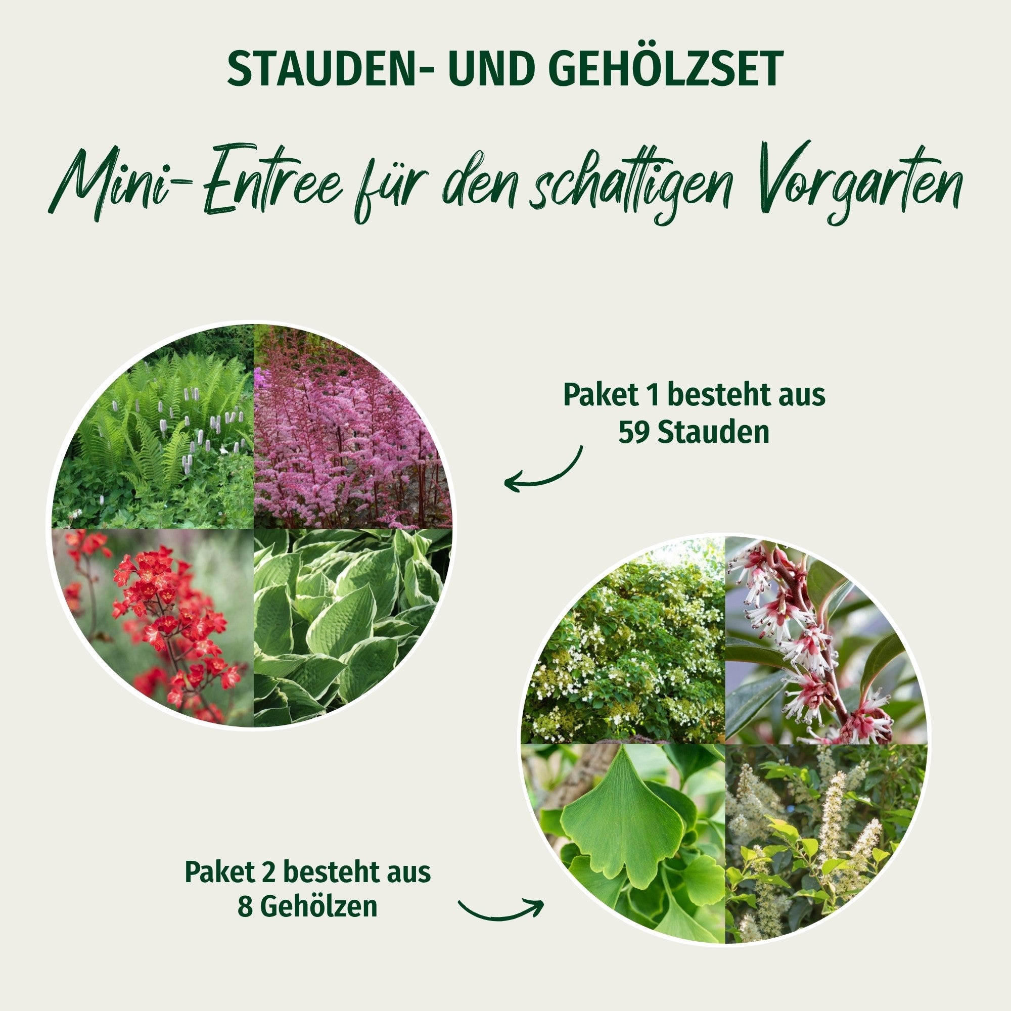 Pflanzen-Set "Mini-Entree für den schattigen Vorgarten"
