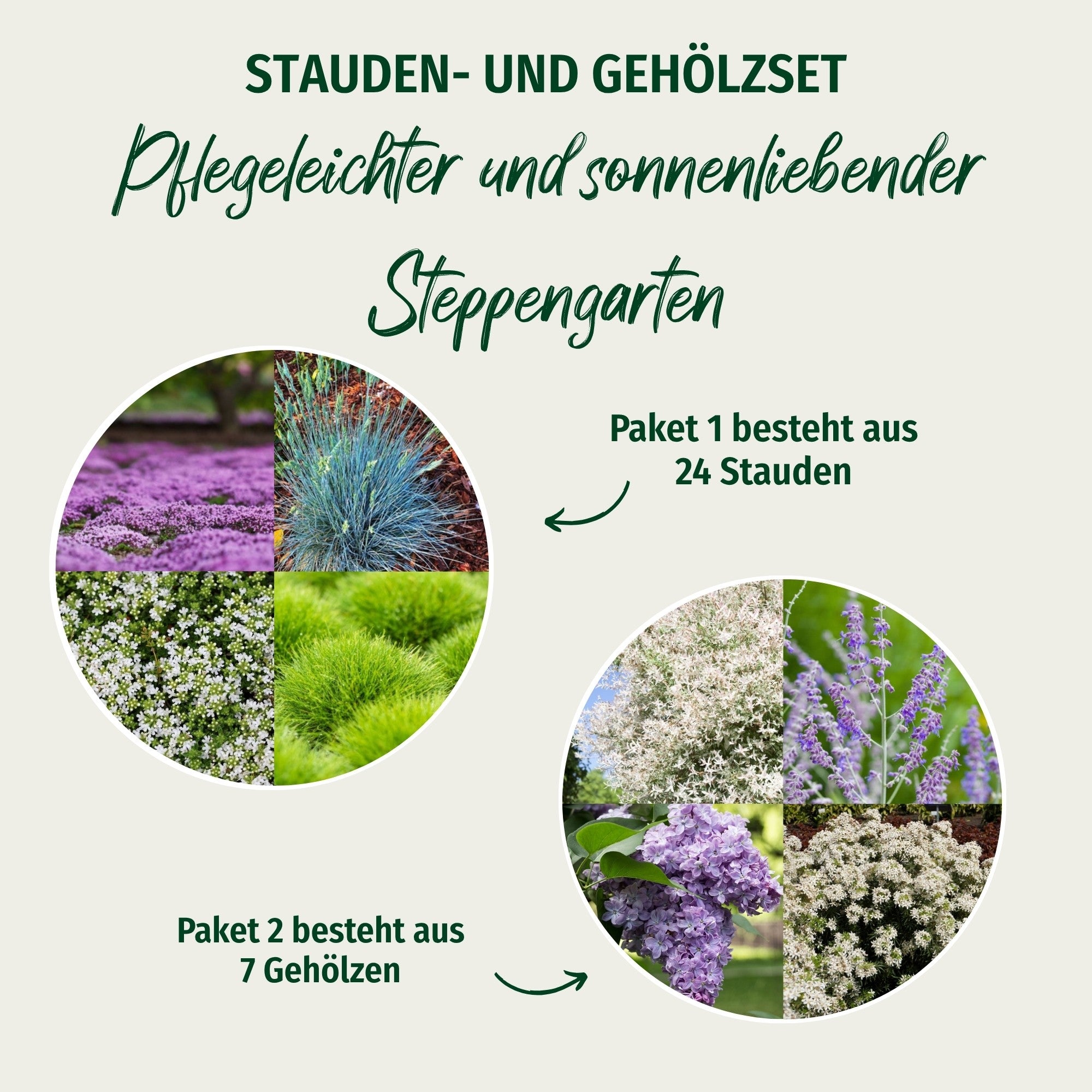 Pflanzen-Set "Pflegeleichter und sonnenliebender Steppengarten"
