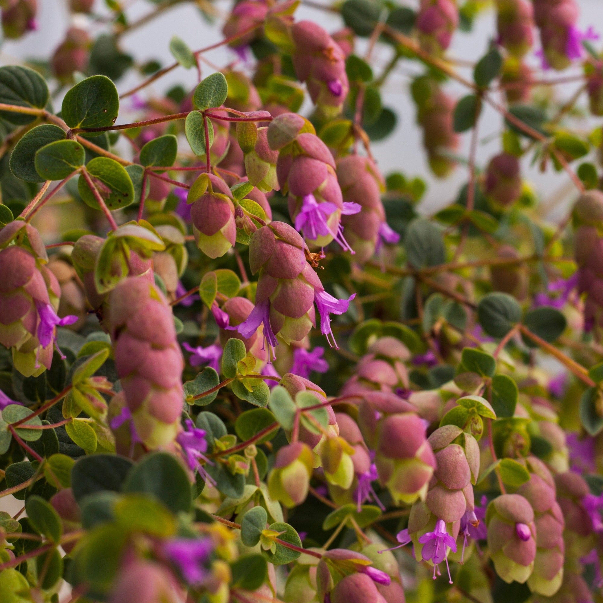Hopfen-Dost 'Amethyst Falls'