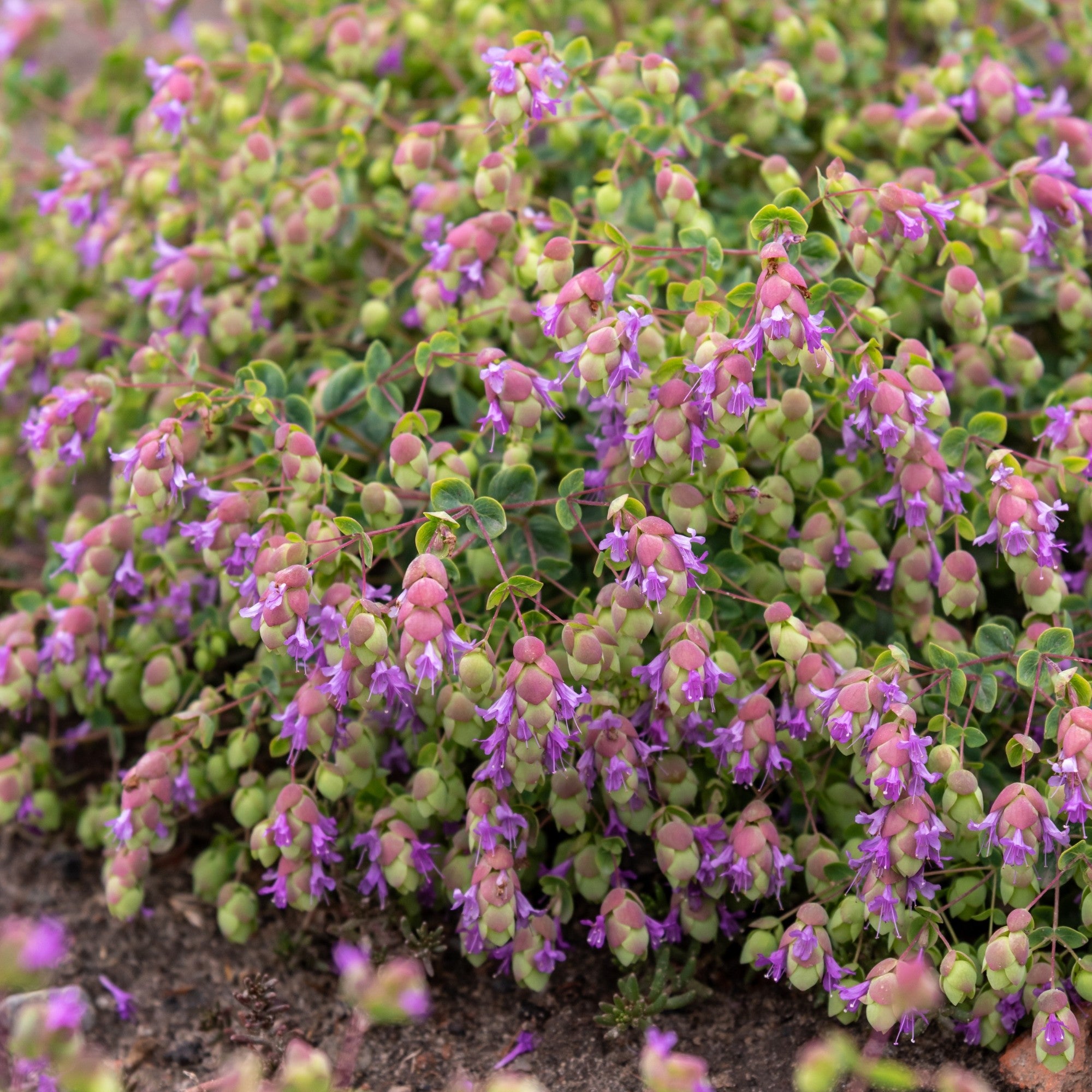 Hopfen-Dost 'Amethyst Falls'