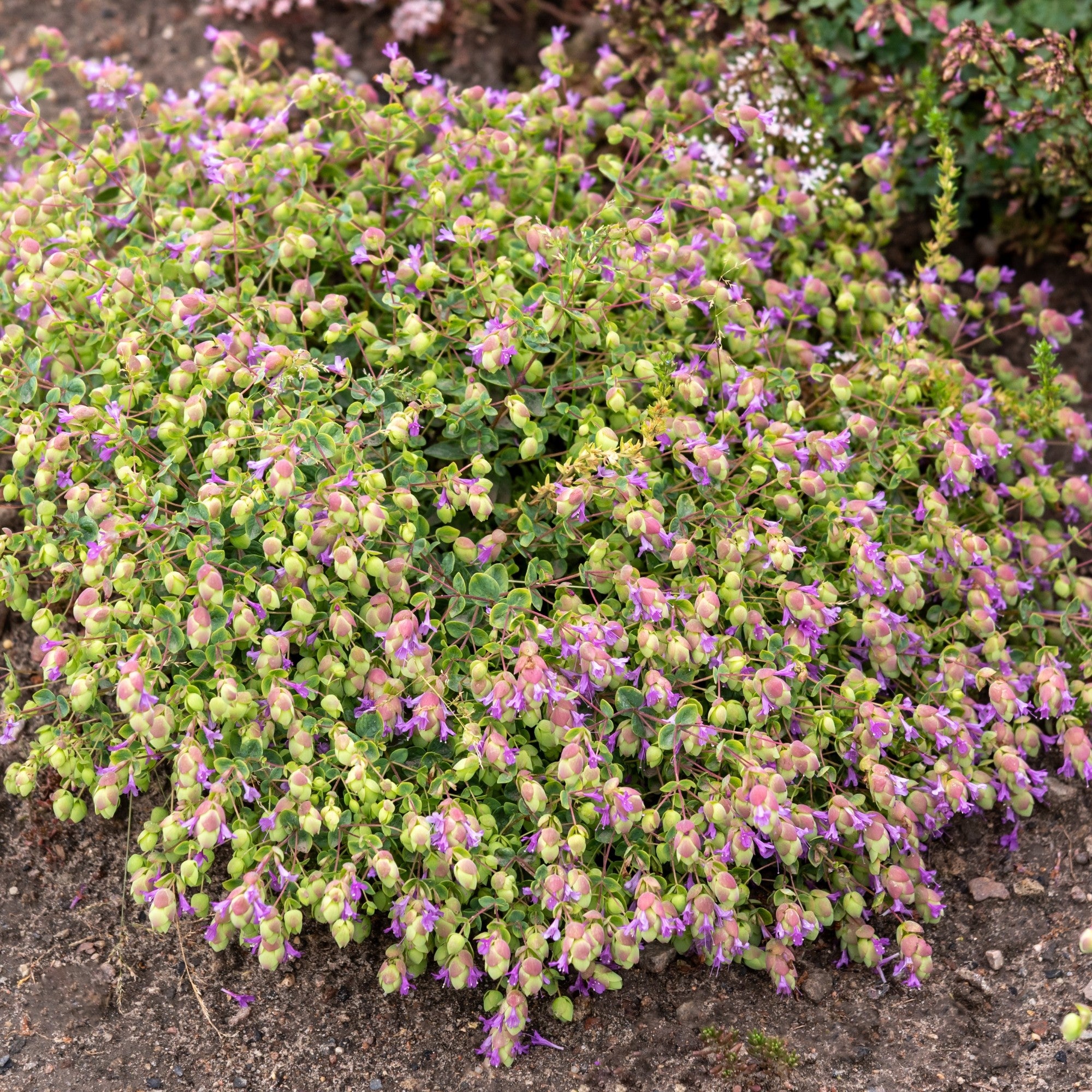 Hopfen-Dost 'Amethyst Falls'
