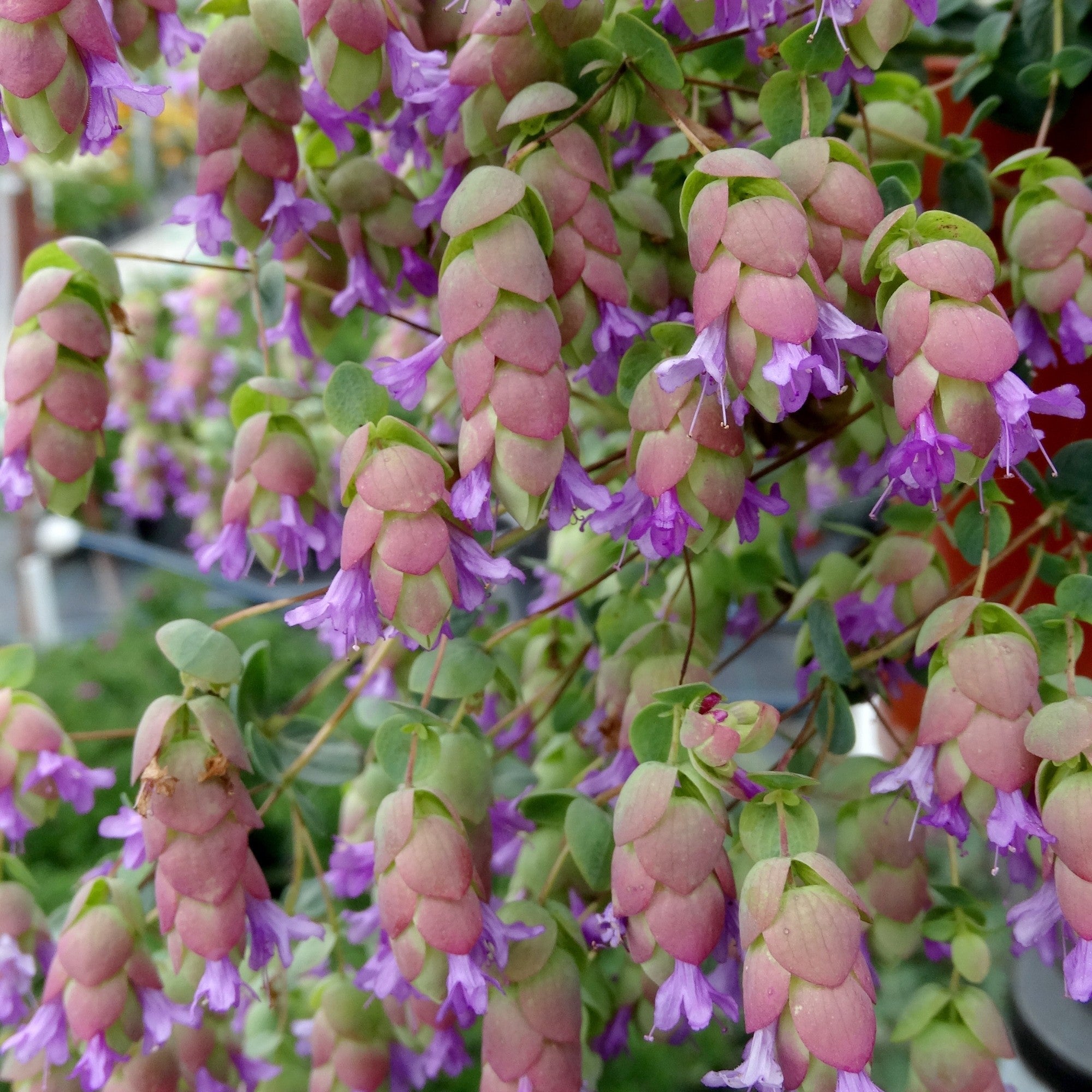 Hopfen-Dost 'Amethyst Falls'