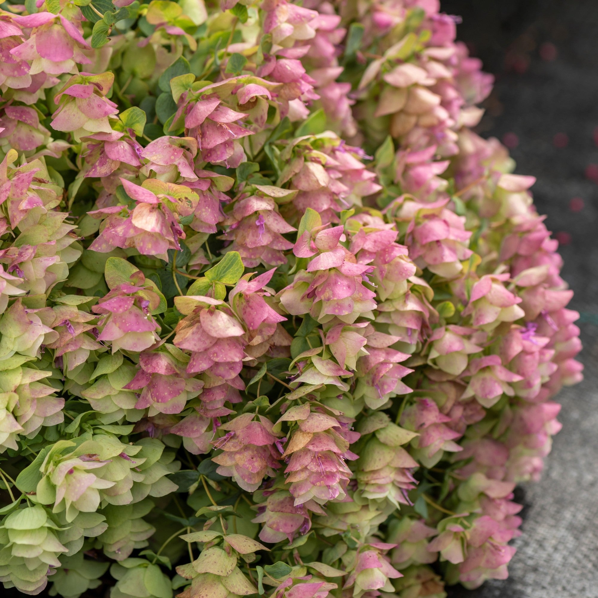 Hopfen-Dost 'Kent Beauty'