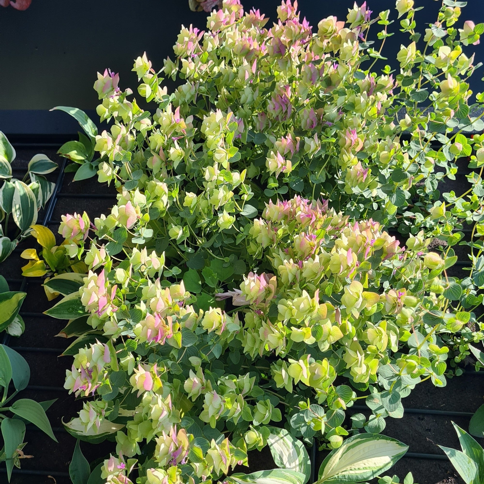 Hopfen-Dost 'Kent Beauty'