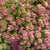 Hopfen-Dost 'Kent Beauty'