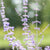 Blauraute 'Blue Spire'