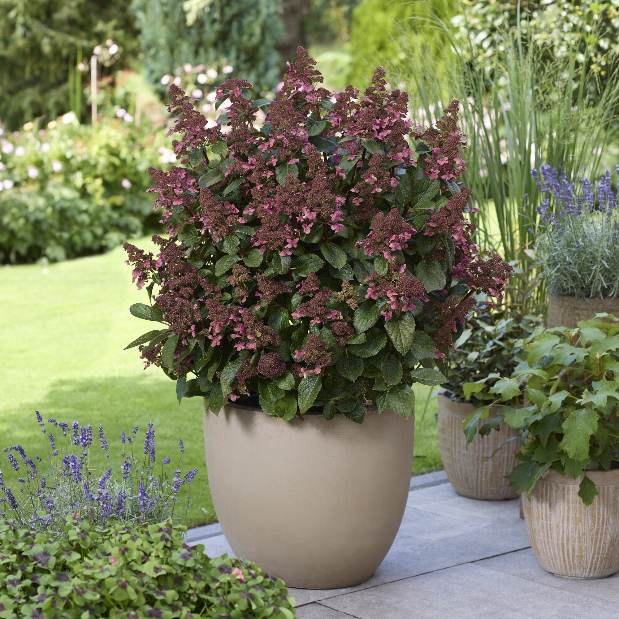 Rispenhortensie 'Living Infinity®'