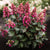 Rispenhortensie 'Living Infinity®'