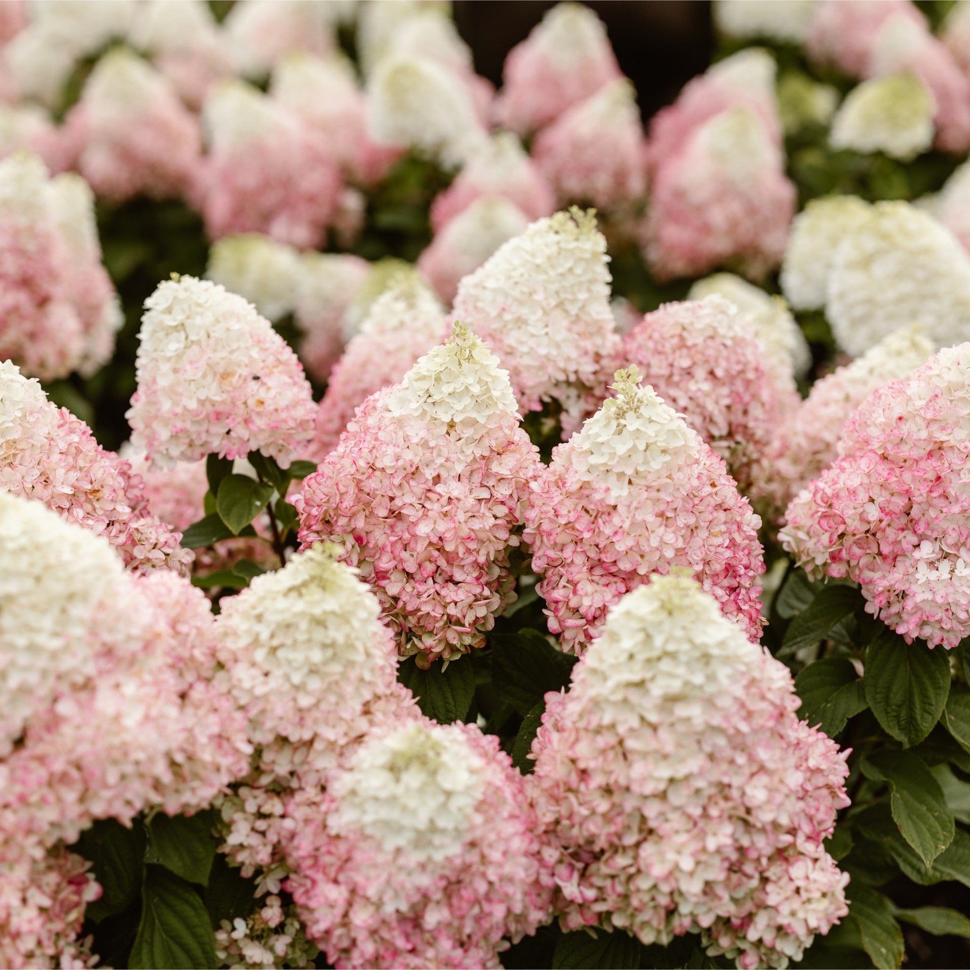 Rispenhortensie 'Living Colourful Cocktail®'