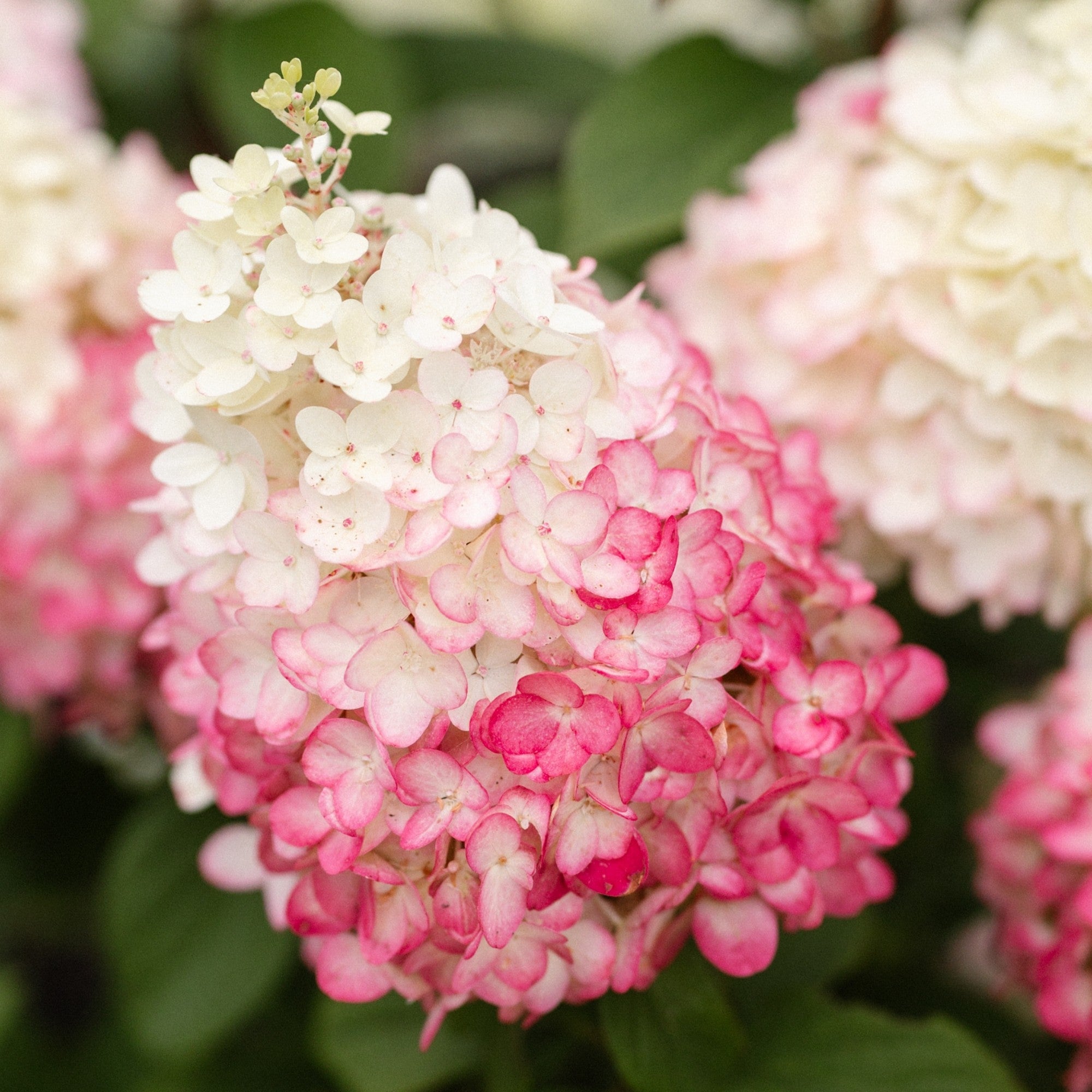 Rispenhortensie 'Living Colourful Cocktail®'