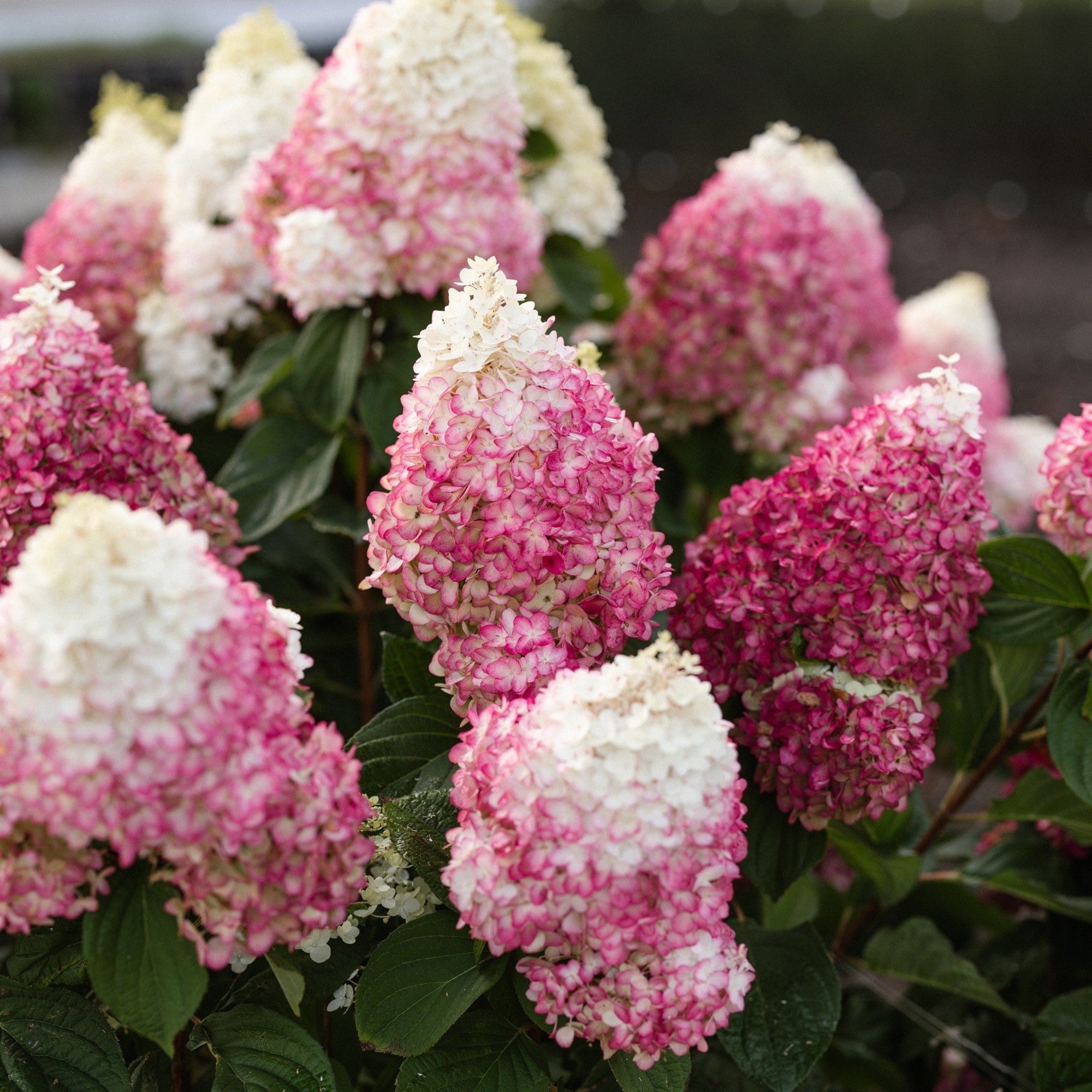 Rispenhortensie 'Living Colourful Cocktail®'