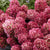 Rispenhortensie 'Living Little Rosy®'