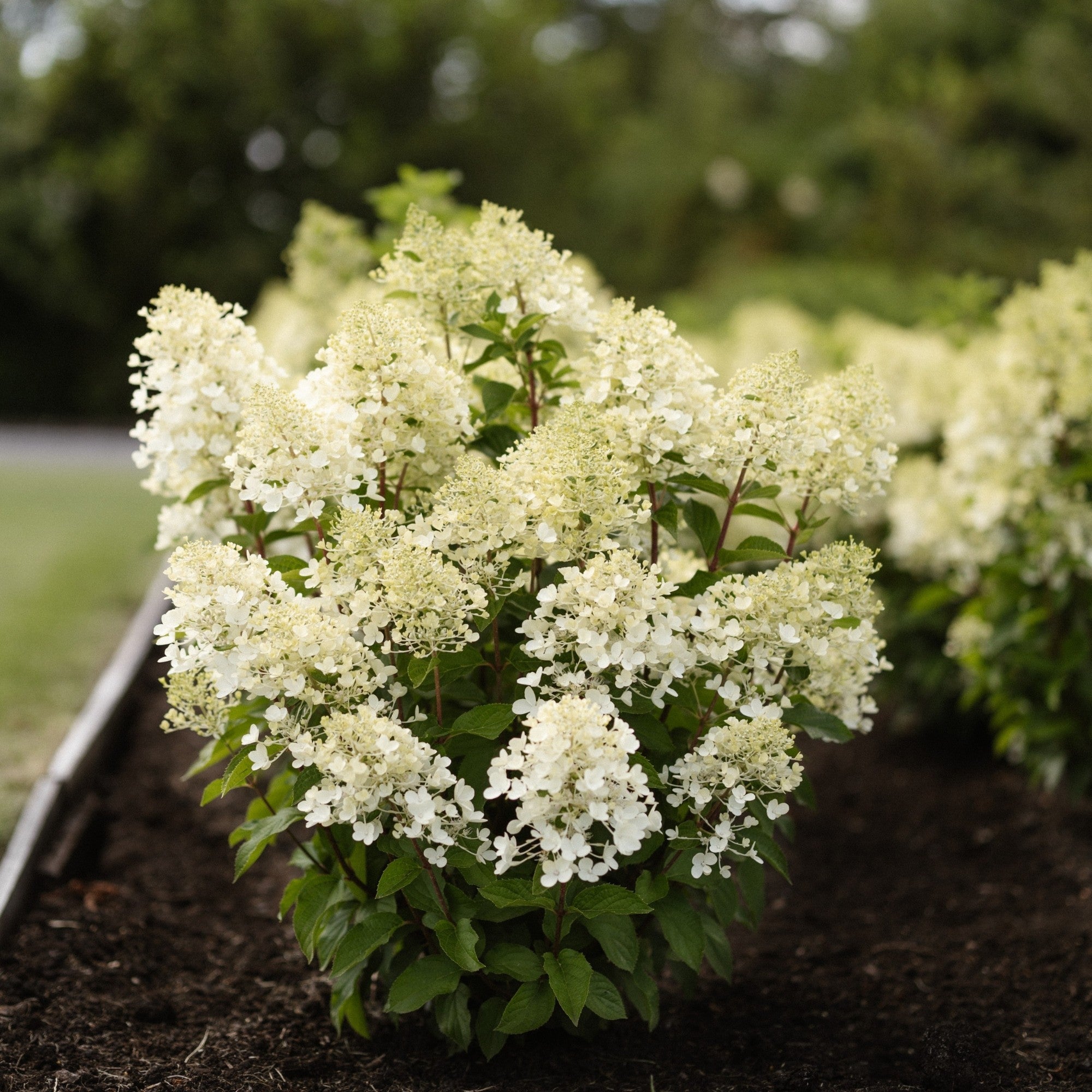 Rispenhortensie 'Living Milk & Honey®'