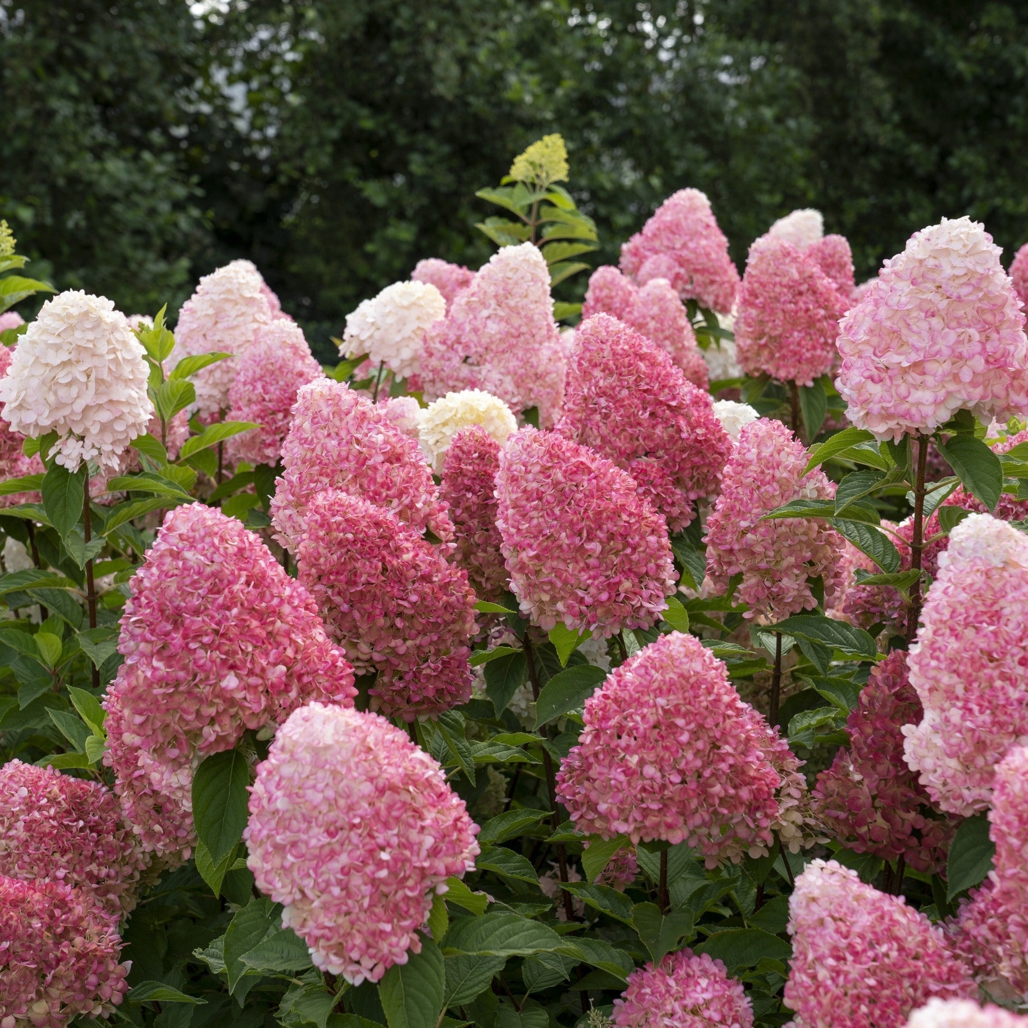 Rispenhortensie 'Living Pink & Rose®'