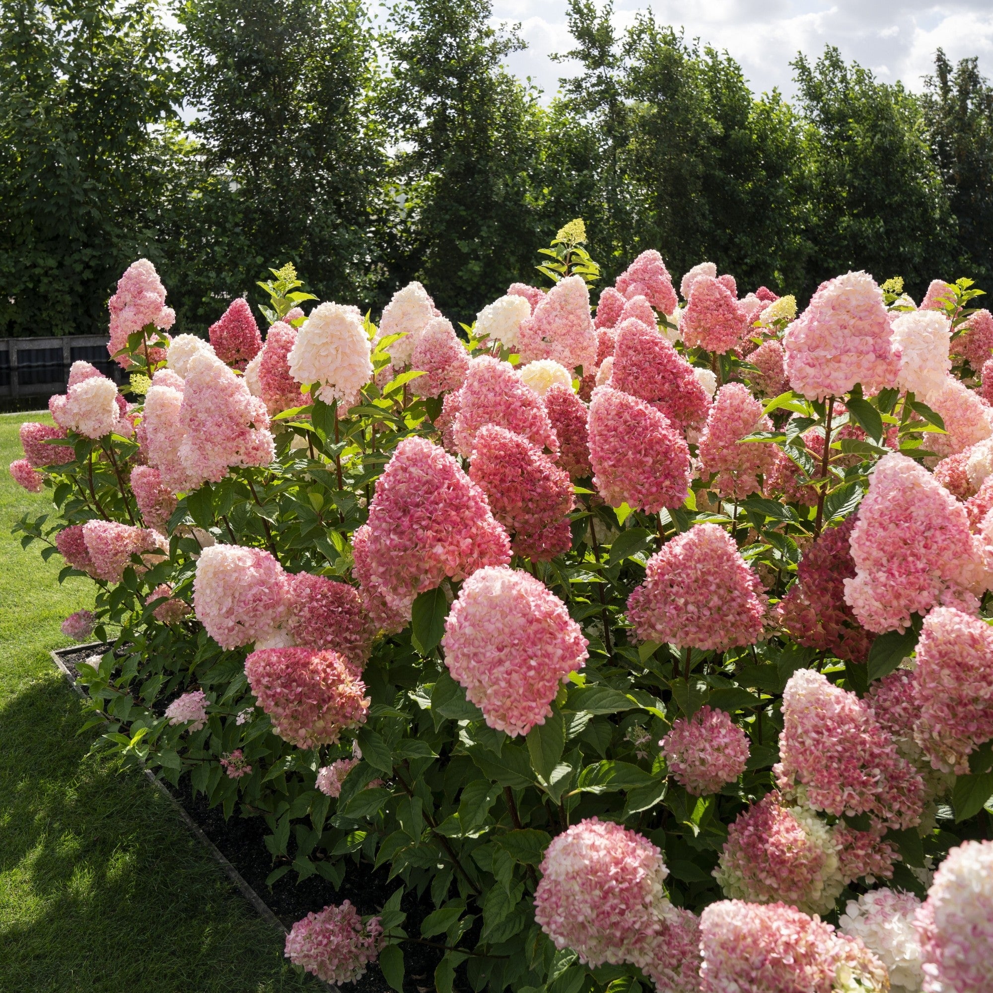 Rispenhortensie 'Living Pink & Rose®'