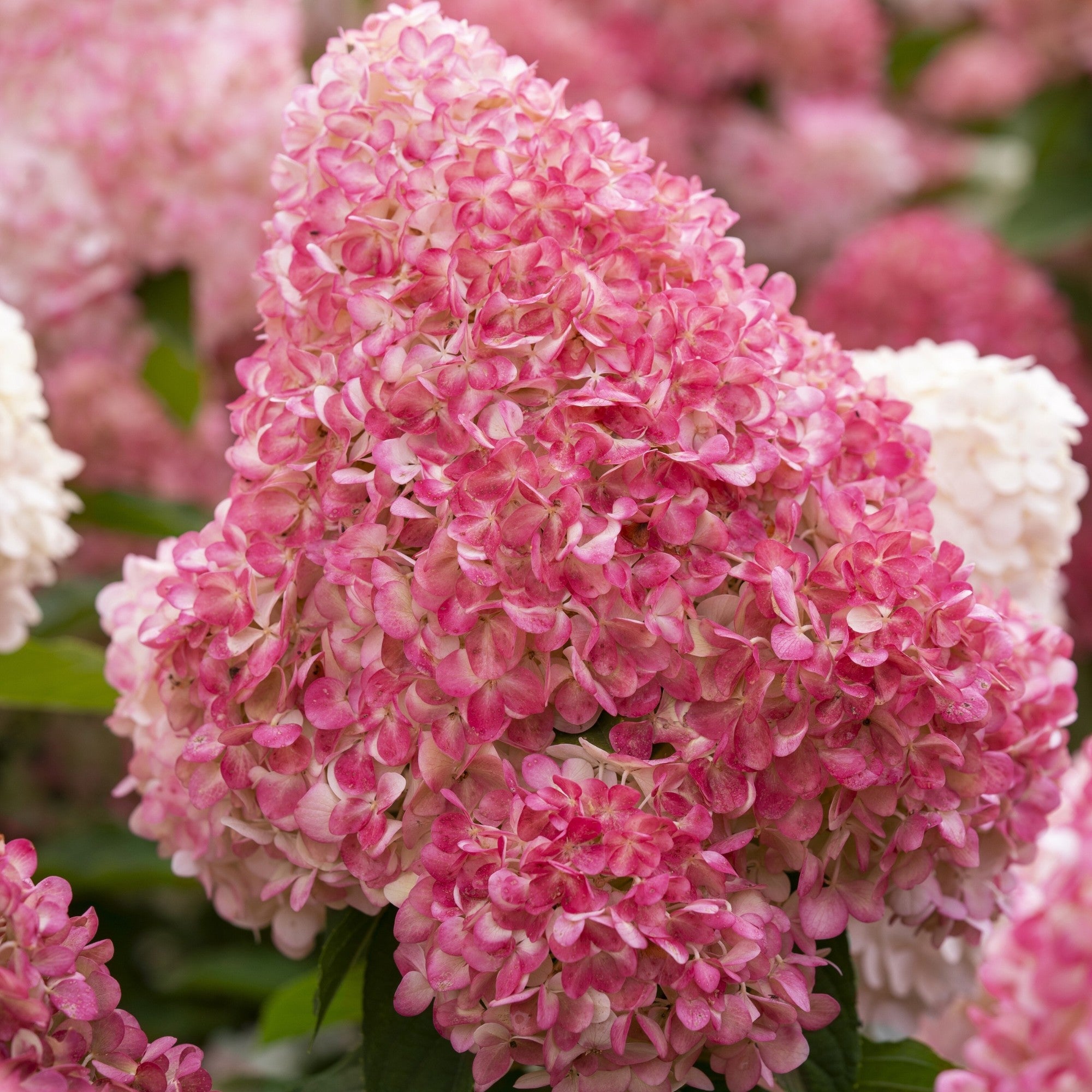Rispenhortensie 'Living Pink & Rose®'