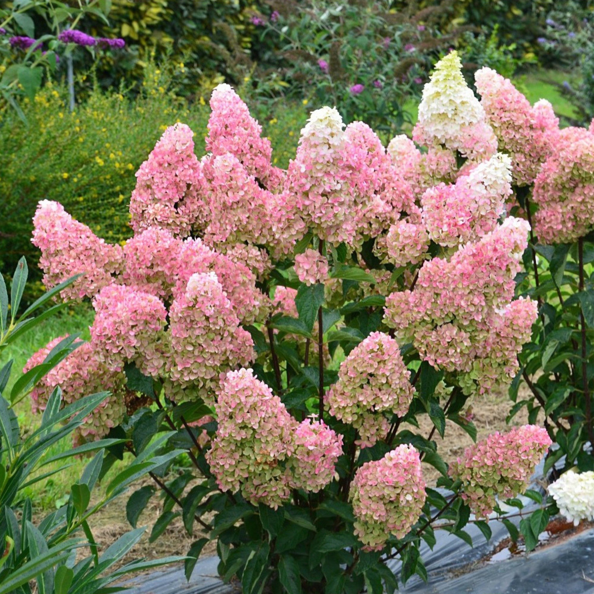 Rispenhortensie 'Fraise Melba®'