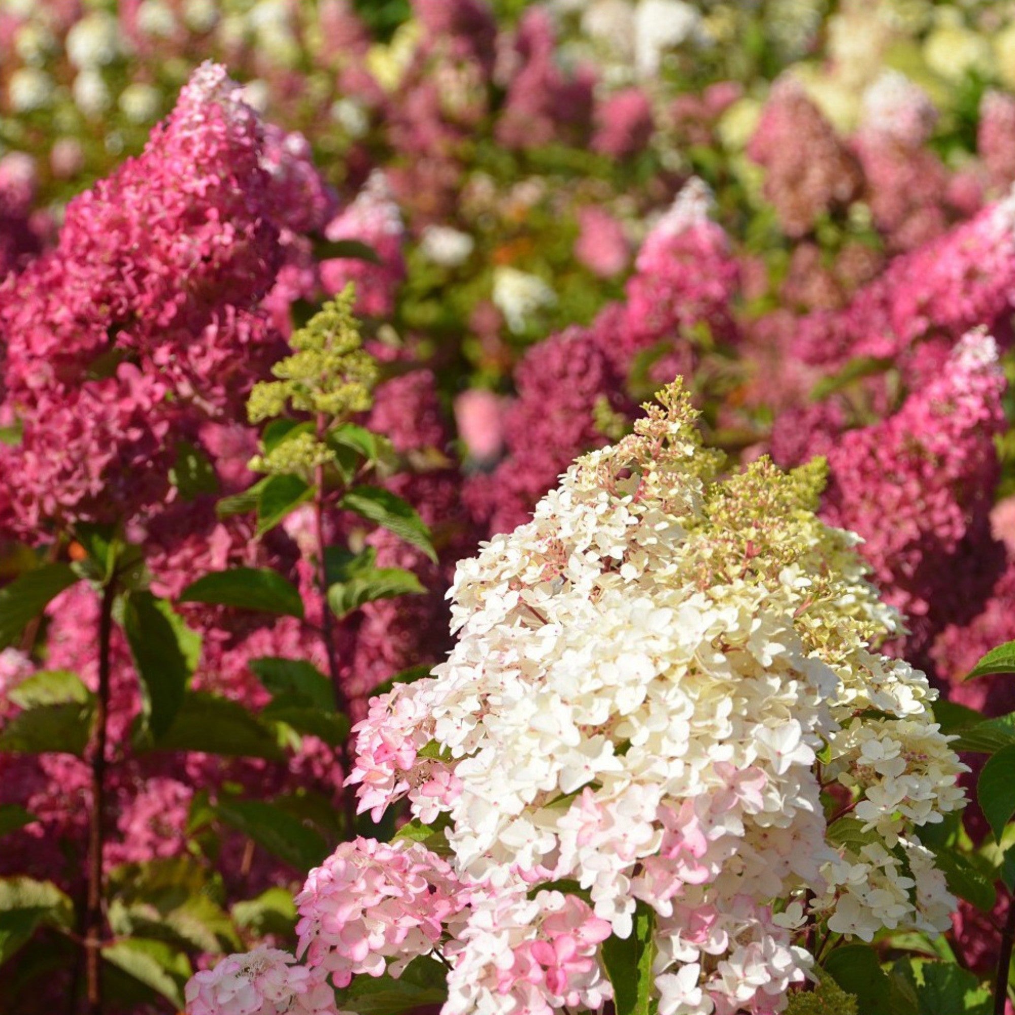 Rispenhortensie 'Fraise Melba®'
