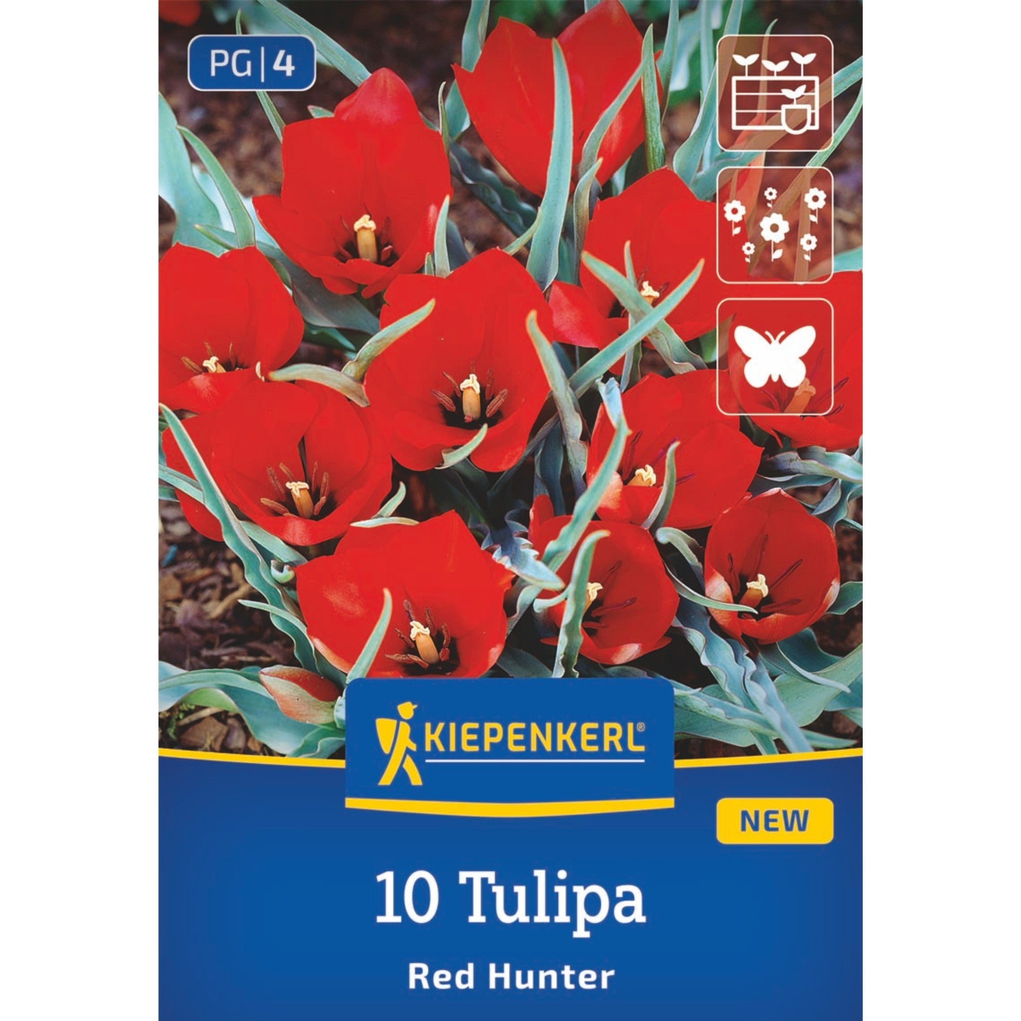 Kiepenkerl Wildtulpe 'Red Hunter'