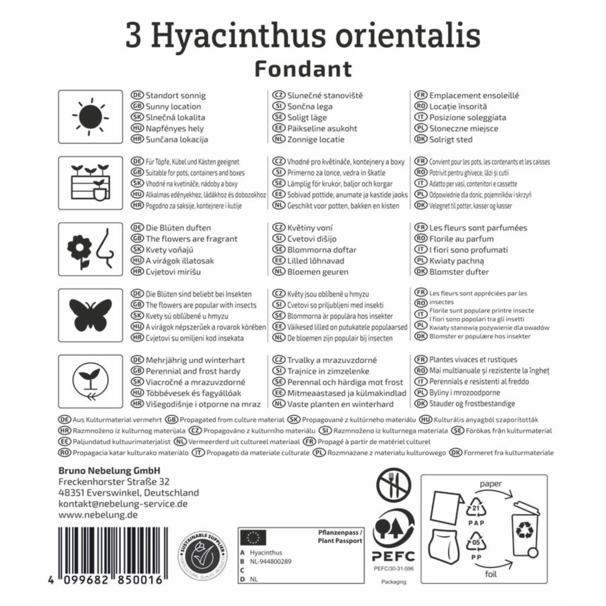 Kiepenkerl Hyazinthe 'Fondant'