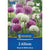 Kiepenkerl Zierlauchmischung "Blue & White Duo"