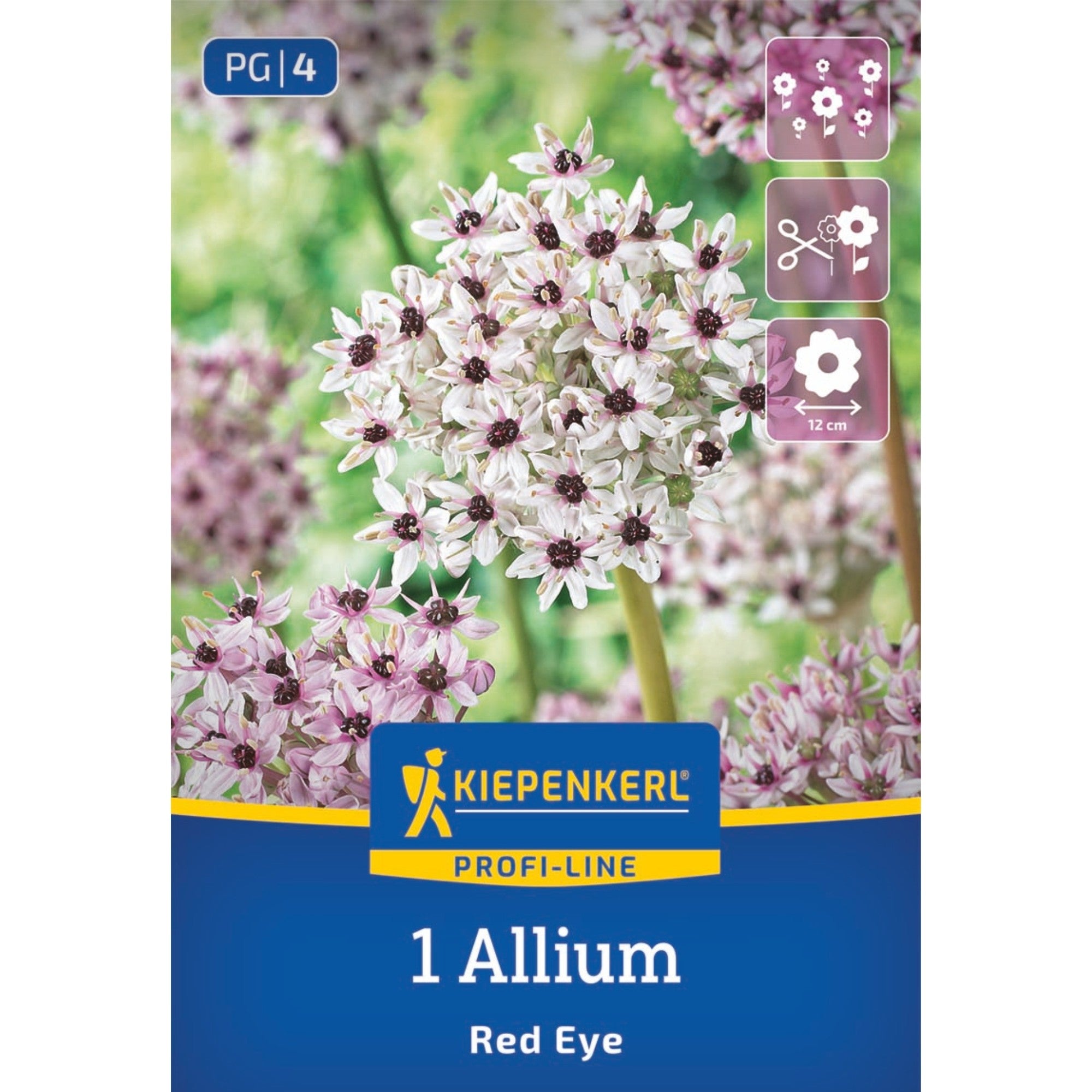 Kiepenkerl Zierlauch 'Red Eye', Profi-Line