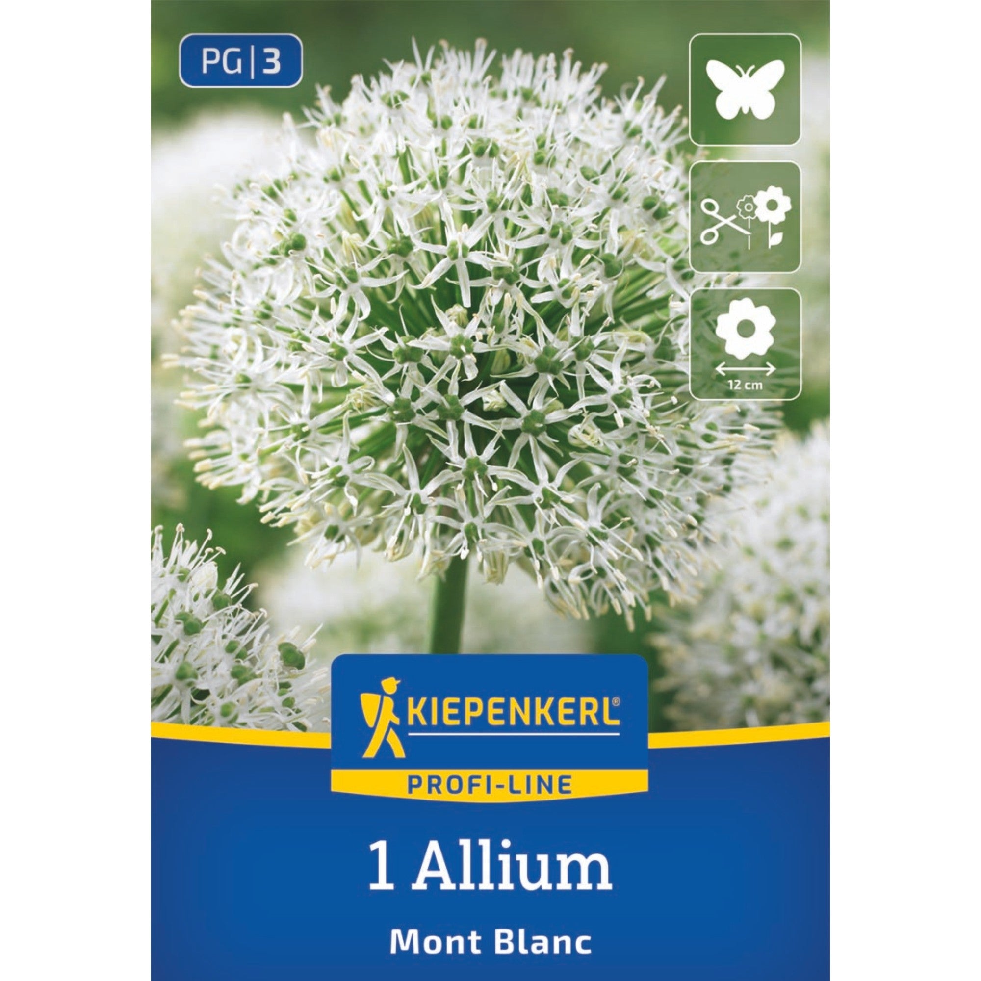 Kiepenkerl Zierlauch 'Mont Blanc', Profi-Line