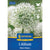 Kiepenkerl Zierlauch 'Mont Blanc', Profi-Line