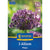 Kiepenkerl Zierlauch 'Magic', Profi-Line