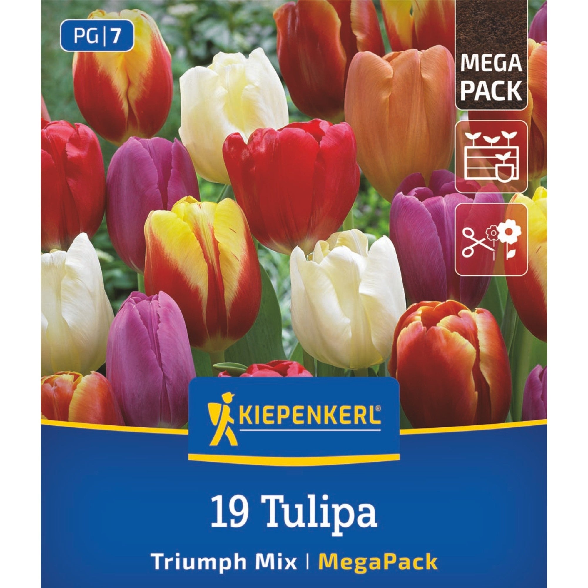 Kiepenkerl Triumph-Tulpen Mischung, Mega-Pack