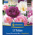 Kiepenkerl Blumenzwiebelmischung "Sweet Paradise Mix", Mega-Pack