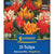 Kiepenkerl Botanische Tulpen "Balkonzauber Mischung", Mega-Pack