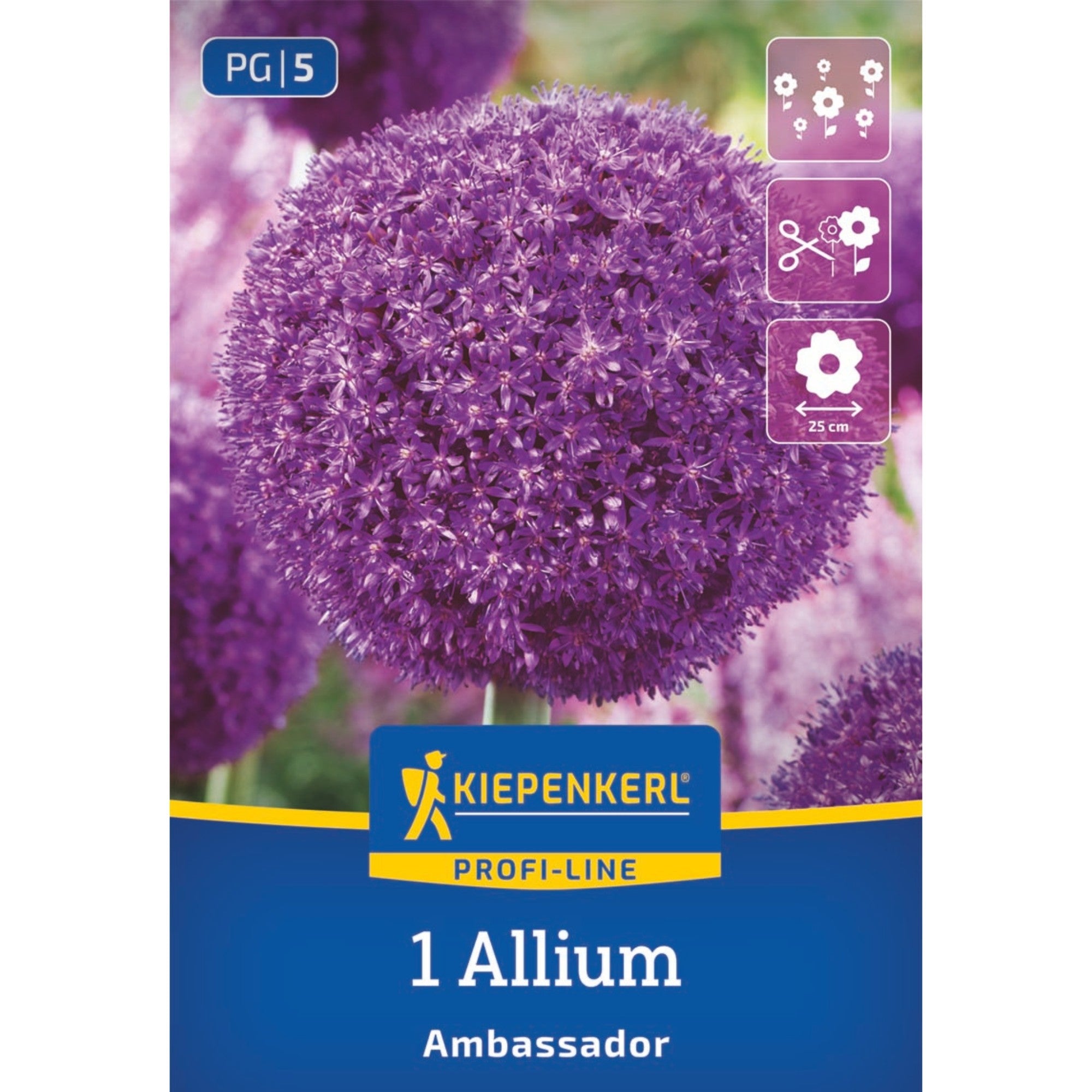 Kiepenkerl Zierlauch 'Ambassador', Profi-Line