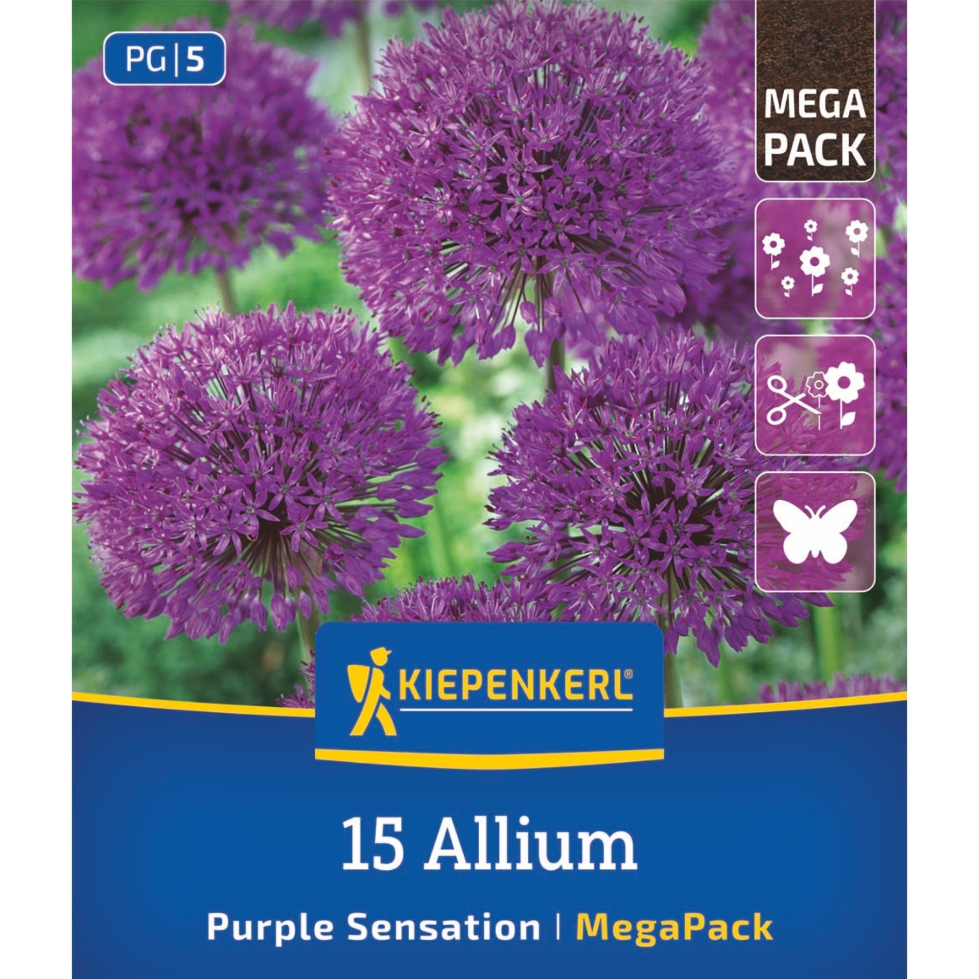 Kiepenkerl Zierlauch 'Purple Sensation', Mega-Pack