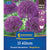 Kiepenkerl Zierlauch 'Purple Sensation', Mega-Pack