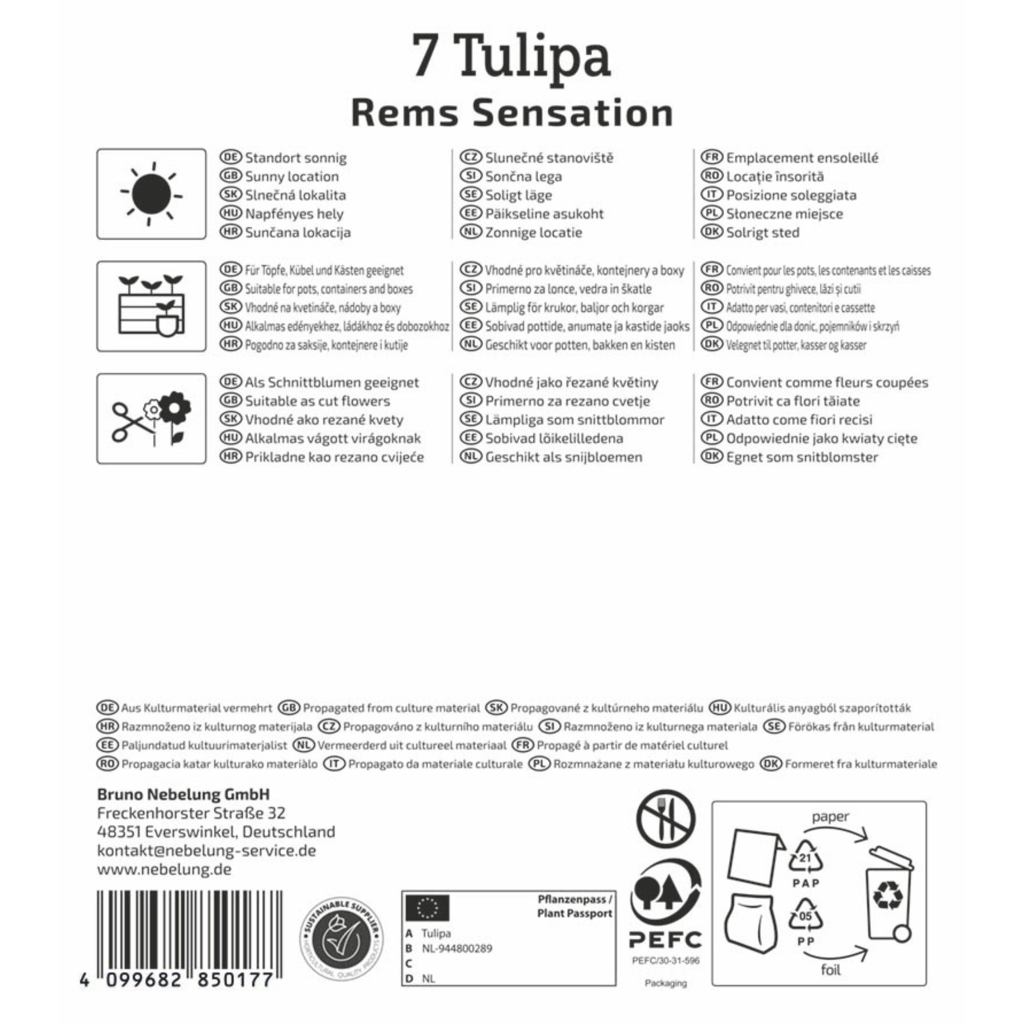 Kiepenkerl Triumph-Tulpe 'Rems Sensation'
